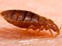 ap-bedbug