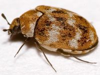 ap-carpetbeetle