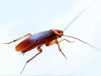 ap-cockroach