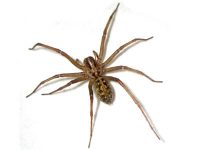 Hobo Spider - Antex Pest Control – Serving Nanaimo, Duncan, Ladysmith and surrounding areas