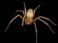 Recluse Spider - Antex Pest Control – Serving Nanaimo, Duncan, Ladysmith and surrounding areas