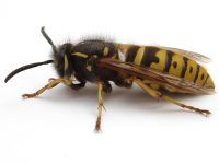 Wasps - Antex Pest Control – Serving Nanaimo, Duncan, Ladysmith and surrounding areas