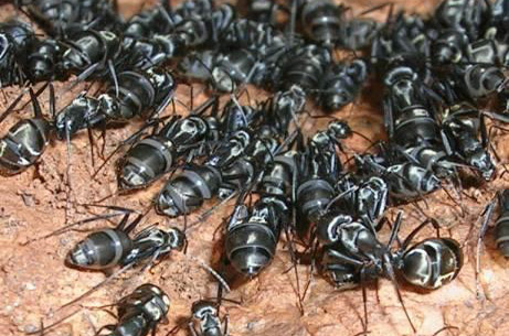Carpenter Ants - Antex Pest Control - Serving Nanaimo, Duncan, Ladysmith and surrounding areas