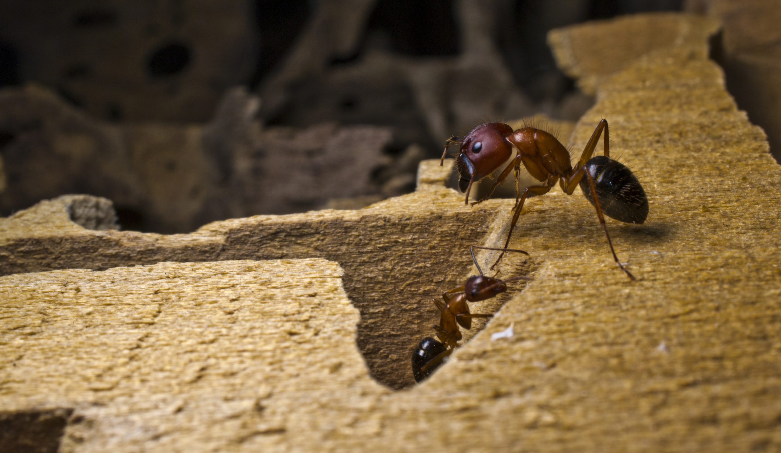 carpenter ant nest in wood